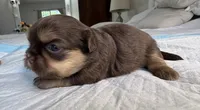 Brownie , a female Shih Tzu for sale in Bloomington, CA – 2 of 5