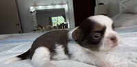 Bell , a female Shih Tzu for sale in Bloomington, CA – 2 of 5
