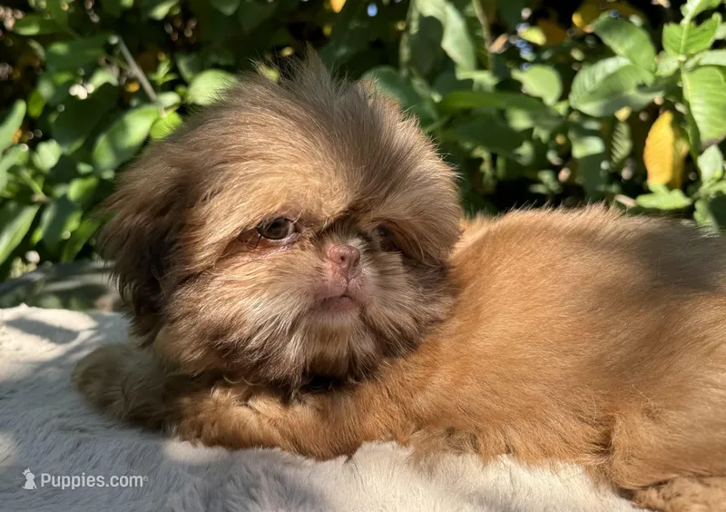 Nala, a female Shih Tzu for sale in Bloomington, CA – Photo 1 of 6