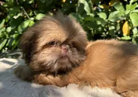 Nala, a female Shih Tzu for sale in Bloomington, CA – Photo 1 of 6