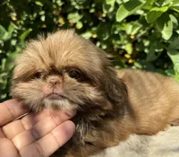 Nala, a female Shih Tzu for sale in Bloomington, CA – Photo 2 of 6