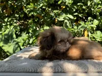 Nala, a female Shih Tzu for sale in Bloomington, CA – Photo 3 of 6