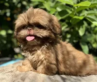 Nala, a female Shih Tzu for sale in Bloomington, CA – Photo 4 of 6
