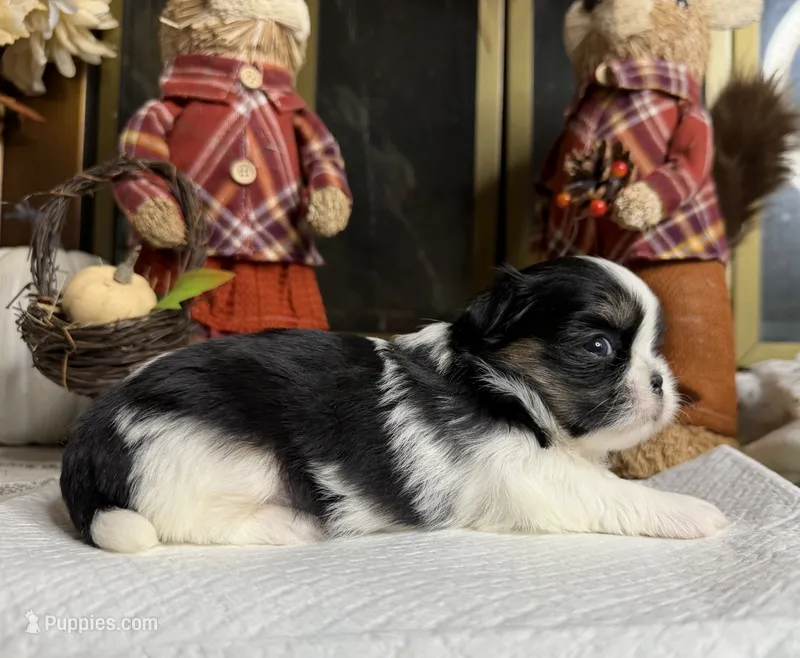 Bolt  – Shih Tzu puppy for sale in Bloomington, CA