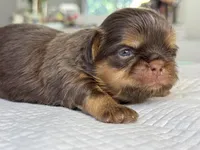 Bruno, a male Shih Tzu for sale in Bloomington, CA – Photo 5 of 5