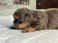 Bruno, a male Shih Tzu for sale in Bloomington, CA – Photo 4 of 5