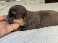 Bruno, a male Shih Tzu for sale in Bloomington, CA – Photo 2 of 5