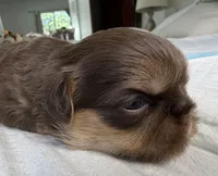 Brownie , a female Shih Tzu for sale in Bloomington, CA – 4 of 5