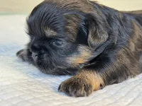 Beky, a female Shih Tzu for sale in Bloomington, CA – Photo 3 of 5