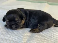 Beky, a female Shih Tzu for sale in Bloomington, CA – Photo 2 of 5