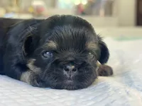 Beky, a female Shih Tzu for sale in Bloomington, CA – Photo 5 of 5