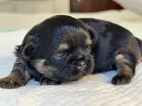 Beky, a female Shih Tzu for sale in Bloomington, CA – Photo 1 of 5