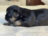 Beky, a female Shih Tzu for sale in Bloomington, CA – Photo 4 of 5