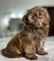 Balu, a male Shih Tzu for sale in Bloomington, CA – Photo 2 of 8