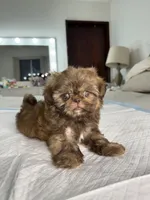 Balu, a male Shih Tzu for sale in Bloomington, CA – Photo 4 of 8