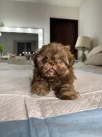 Balu, a male Shih Tzu for sale in Bloomington, CA – Photo 5 of 8