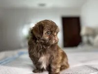 Balu, a male Shih Tzu for sale in Bloomington, CA – Photo 7 of 8