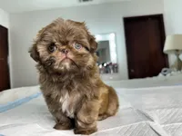 Balu, a male Shih Tzu for sale in Bloomington, CA – Photo 3 of 8