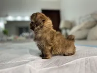 Balu, a male Shih Tzu for sale in Bloomington, CA – Photo 6 of 8