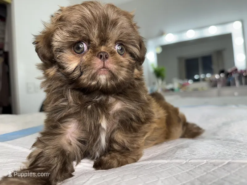 Balu, a male Shih Tzu for sale in Bloomington, CA – Photo 1 of 8