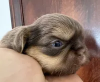 Brownie , a female Shih Tzu for sale in Bloomington, CA – 3 of 5
