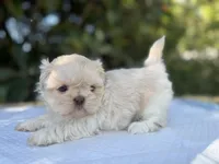 Baly, a female Shih Tzu for sale in Bloomington, CA – Photo 4 of 5