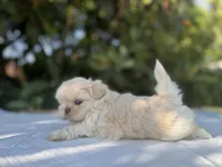 Baly, a female Shih Tzu for sale in Bloomington, CA – Photo 1 of 5