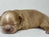 Balu, a male Shih Tzu for sale in Bloomington, CA – Photo 7 of 9