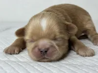 Balu, a male Shih Tzu for sale in Bloomington, CA – Photo 9 of 9