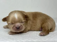 Balu, a male Shih Tzu for sale in Bloomington, CA – Photo 1 of 9