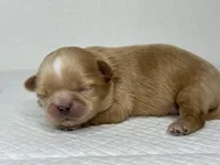 Balu, a male Shih Tzu for sale in Bloomington, CA – Photo 6 of 9