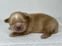 Balu, a male Shih Tzu for sale in Bloomington, CA – Photo 4 of 9