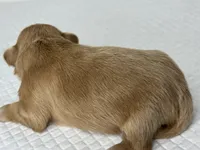 Balu, a male Shih Tzu for sale in Bloomington, CA – Photo 8 of 9