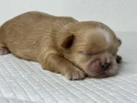 Balu, a male Shih Tzu for sale in Bloomington, CA – Photo 2 of 9