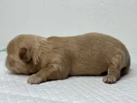 Balu, a male Shih Tzu for sale in Bloomington, CA – Photo 5 of 9