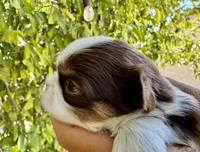 Bell , a female Shih Tzu for sale in Bloomington, CA – 1 of 5