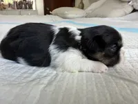 Bolt , a male Shih Tzu for sale in Bloomington, CA – 4 of 7