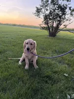 Ben, a male Golden Retriever for sale in Sullivan, IL – 1 of 3
