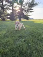 Sammy, a male Golden Retriever for sale in Sullivan, IL – 4 of 4