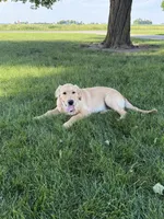 Ben, a male Golden Retriever for sale in Sullivan, IL – 2 of 3