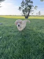 Sammy, a male Golden Retriever for sale in Sullivan, IL – 3 of 4