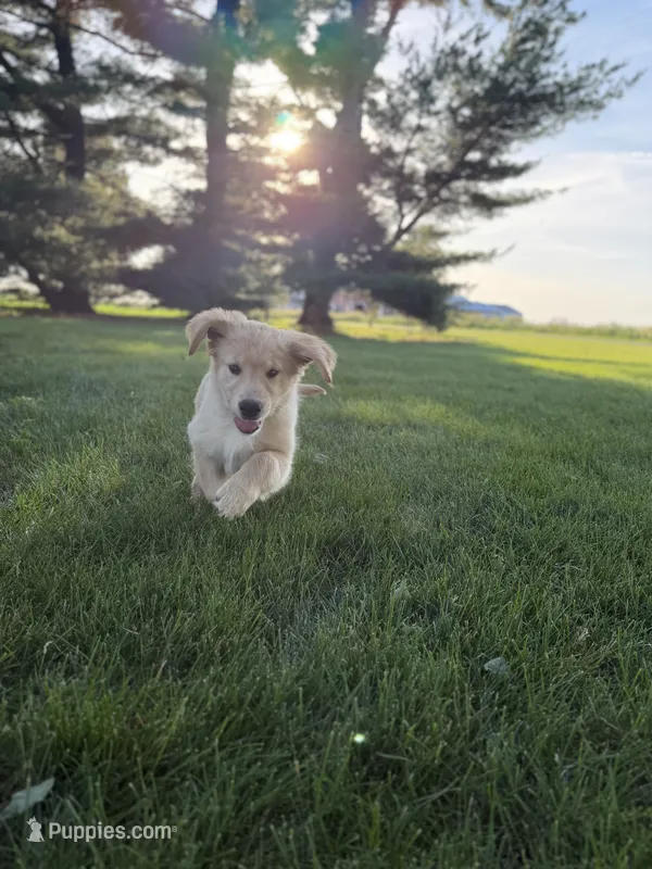 Sammy – Golden Retriever puppy for sale in Sullivan, IL