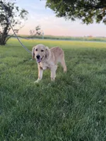 Ben, a male Golden Retriever for sale in Sullivan, IL – 3 of 3