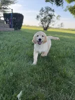 Sammy, a male Golden Retriever for sale in Sullivan, IL – 2 of 4