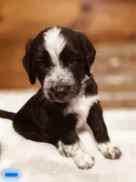 Blue, a male Goldendoodle and Poodle - Standard  for sale in Ewing, KY – 2 of 2