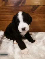 Jasper, a male Goldendoodle and Poodle - Standard  for sale in Ewing, KY – 2 of 2