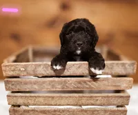 Mila, a female Goldendoodle and Poodle - Standard  for sale in Ewing, KY – 1 of 2