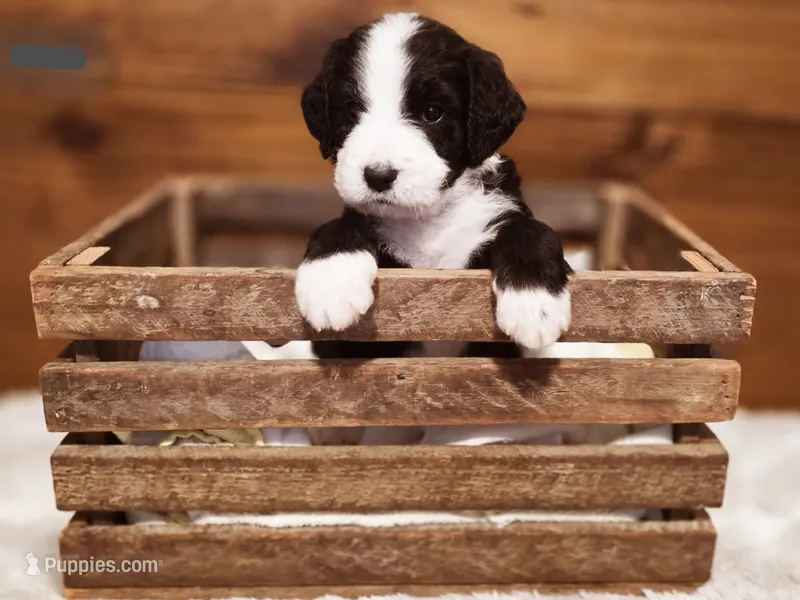 Jasper – Goldendoodle, Poodle - Standard  puppy for sale in Ewing, KY