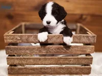 Jasper, a male Goldendoodle and Poodle - Standard  for sale in Ewing, KY – 1 of 2