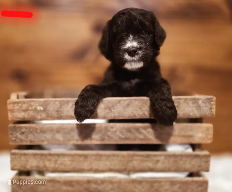 Banana  – Goldendoodle, Poodle - Standard  puppy for sale in Ewing, KY